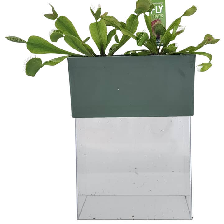 Silver Circle Products - Wholesale Plant Seeds - Fascinating Flytraps Seed Square Terrarium 3