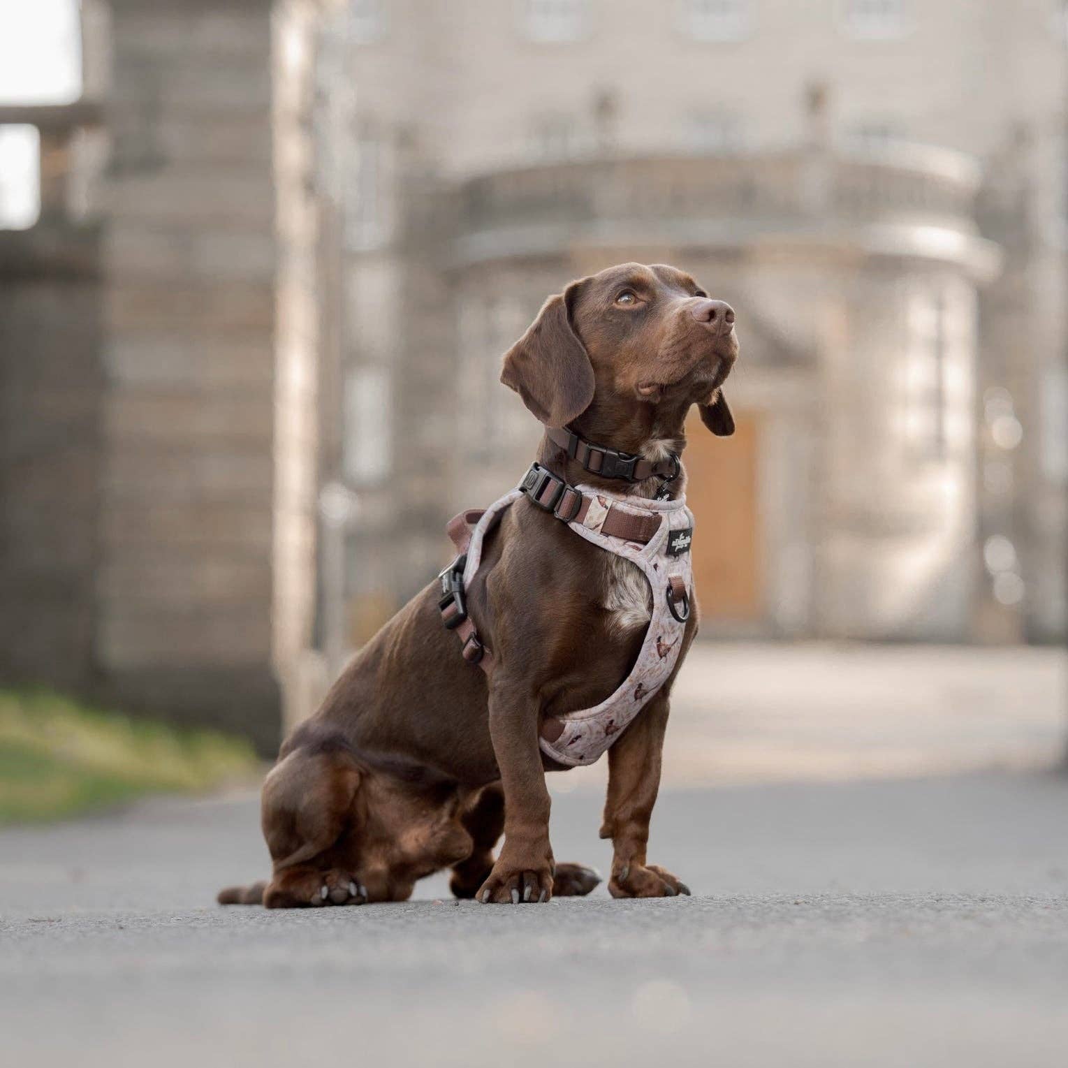 The aDoraBle Pooch Company - Wholesale Tuig voor huisdieren - Hond - Hike & Go™ Harnas - Farmland Fazant33