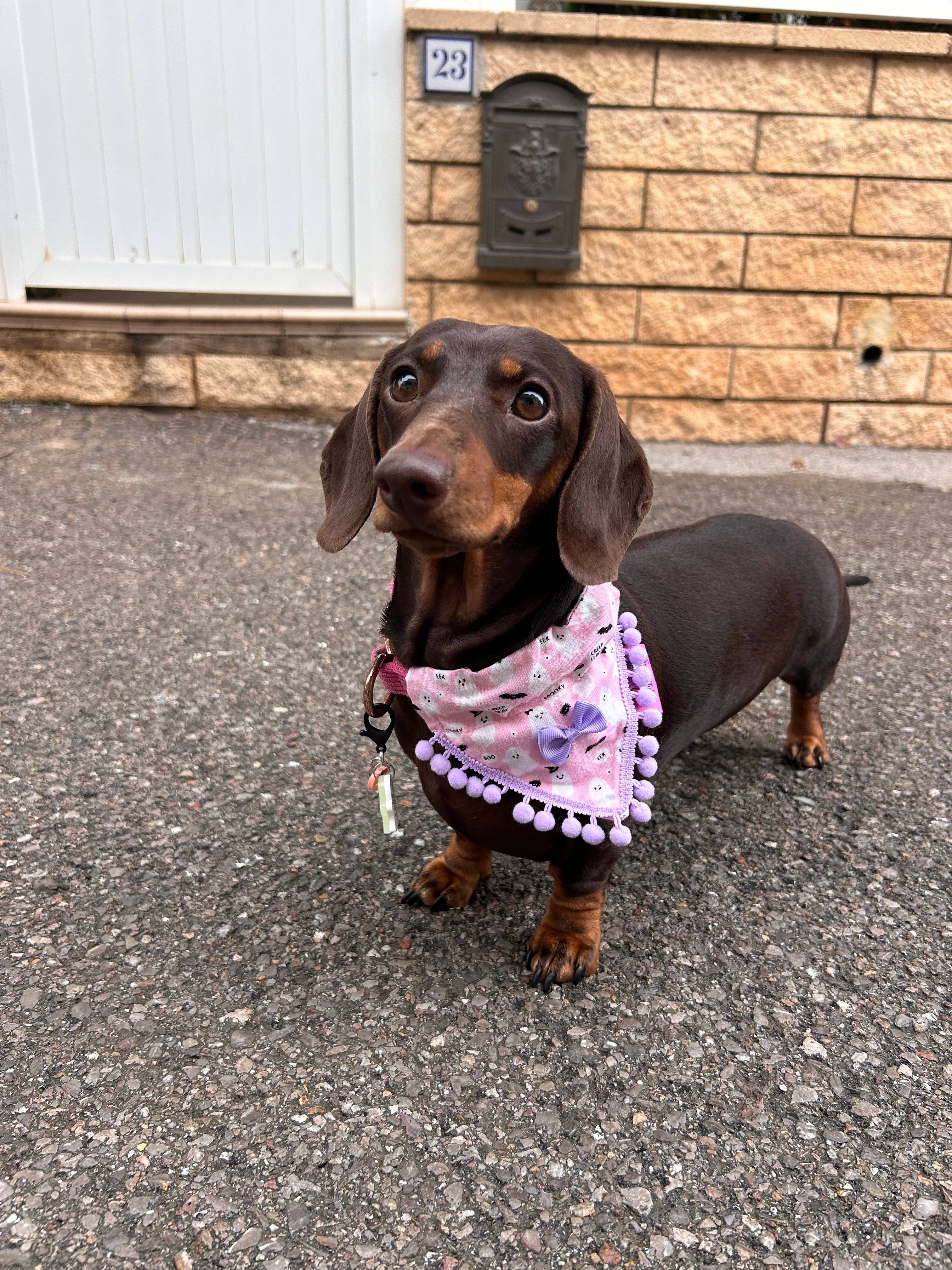 Puppies & Pom Poms - Wholesale Pet Bandana - Dog - Cute Pink Ghosts! Halloween Pompom Dog Bandana3