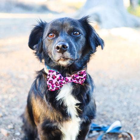 Huxley & Kent - Wholesale Pet Bow Tie - Cat/Dog - Pink Leopard Bow Tie