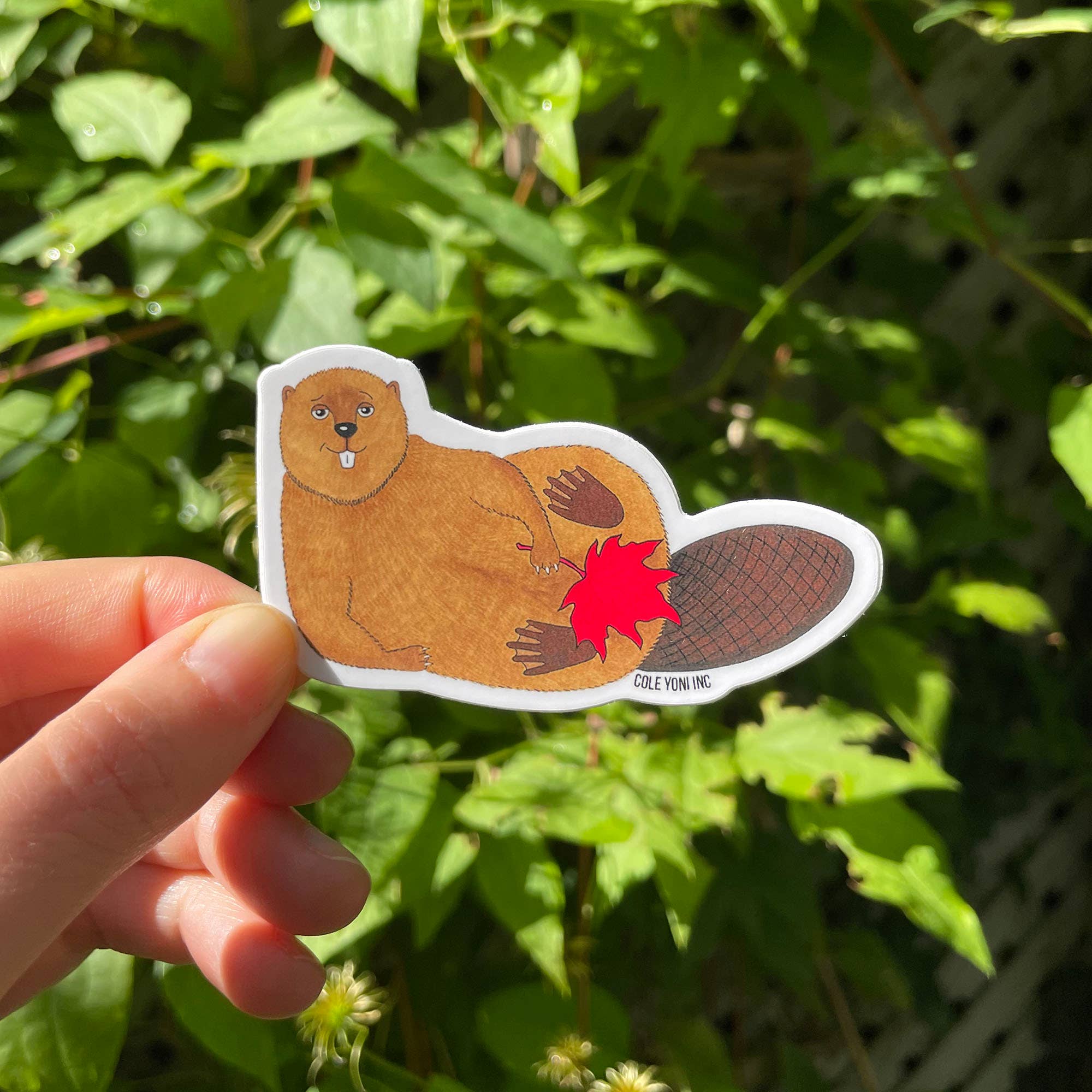 Cole-Yoni Inc. - Vente Autocollant - Autocollant en vinyle Castor canadien7