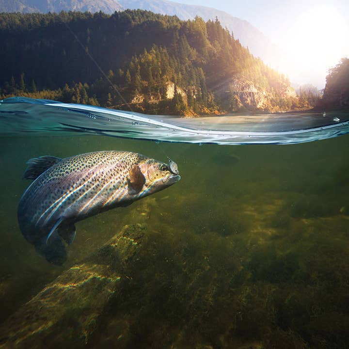 Paper House Productions - Vente Scrapbooks - Papier à scrapbooking double face Catch of the Day, 12 x 12 pouces1