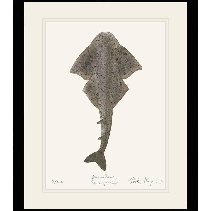 Impression Édition Limitée Requin Ange pour la vente par Nick Mayer Art