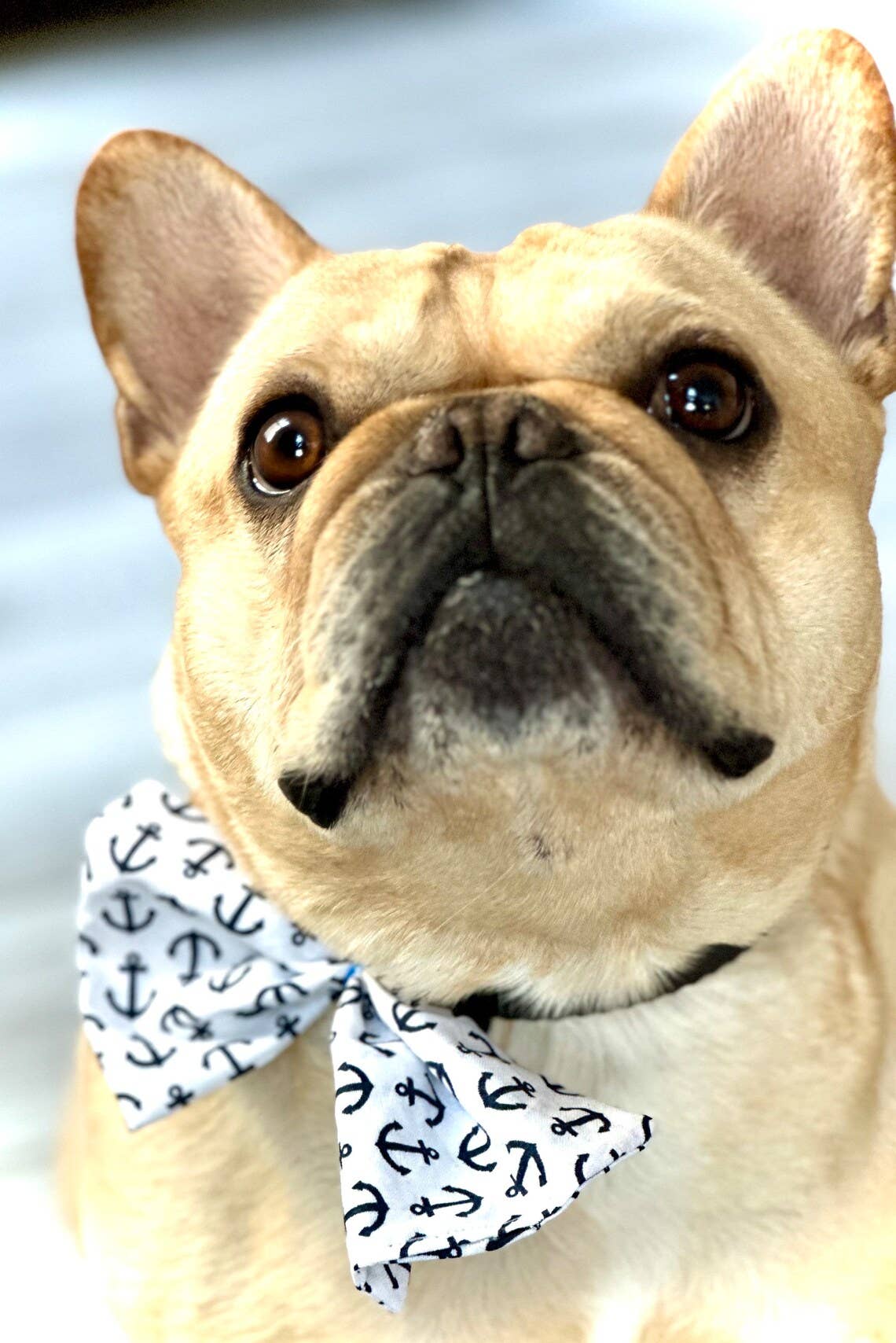 Happy Tails Outfitters – Engroshandel Kæledyrsbutterfly – Hund – Farverige sløjfer til hundefrisør6