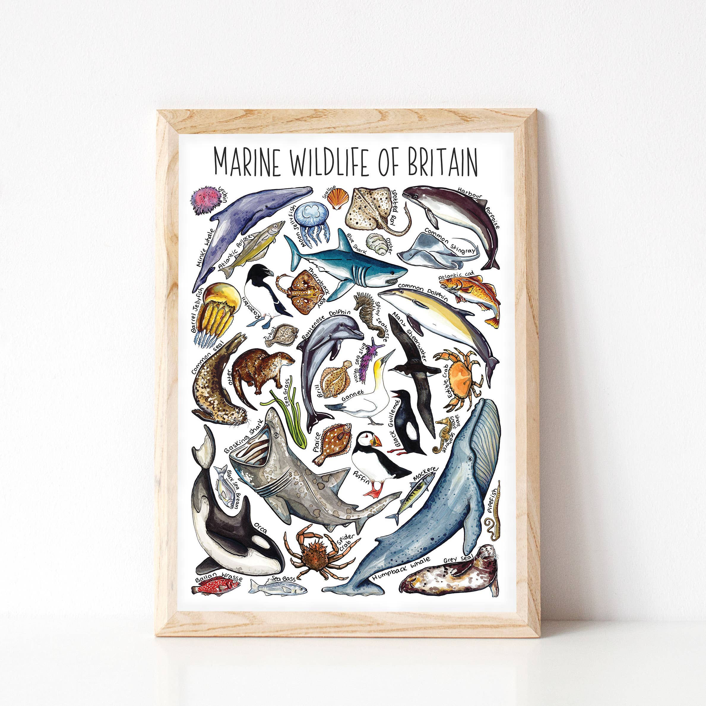 Alexia Claire Ltd – wholesale Postcard – Marine Wildlife of Britain Art Blank Postcard4