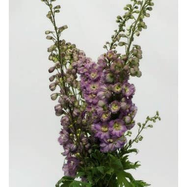 Florasource - Wholesale Fresh Cut Flowers - Delphinium Hybrid 60 stems Assorted2
