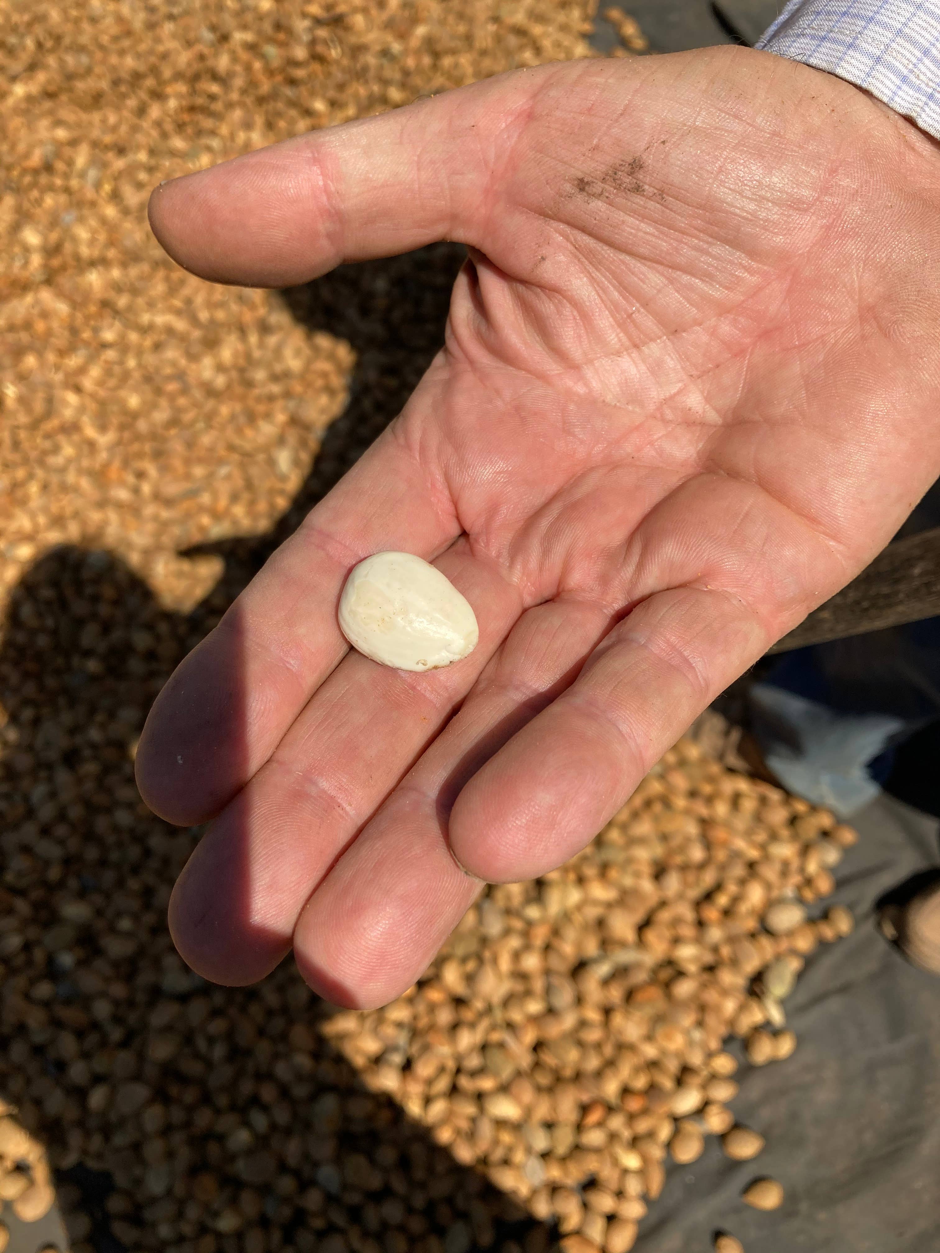 Le deliziose pasticceria sas Ti fa bene bio - Wholesale Cookie - Amaretti Organic - Typical Apulian sweet -4