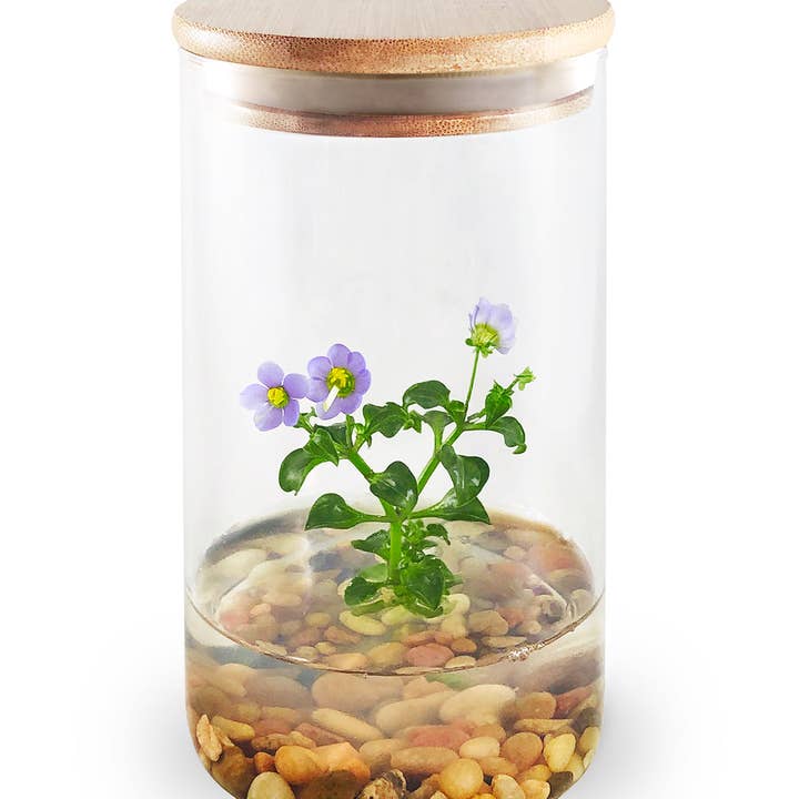 bloomify – Großhandel Pflanzen – Persisches Veilchen (Exacum Affine), seltenes violettes Blumenterrarium, Jubiläumsgeschenk1