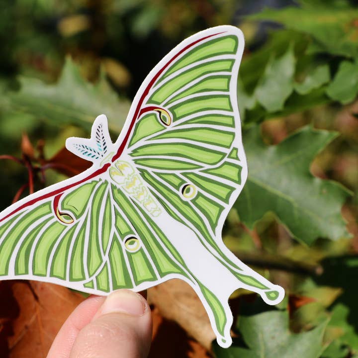 Luna Moth Vinyl Sticker for wholesale by Gnome Studio
