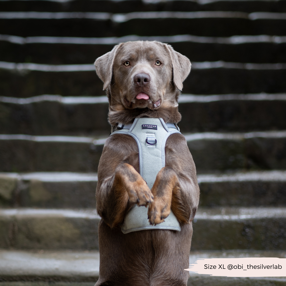 Cocopup London - Wholesale Tuig voor huisdieren - Hond - Verken Harness - Salie Tweed16