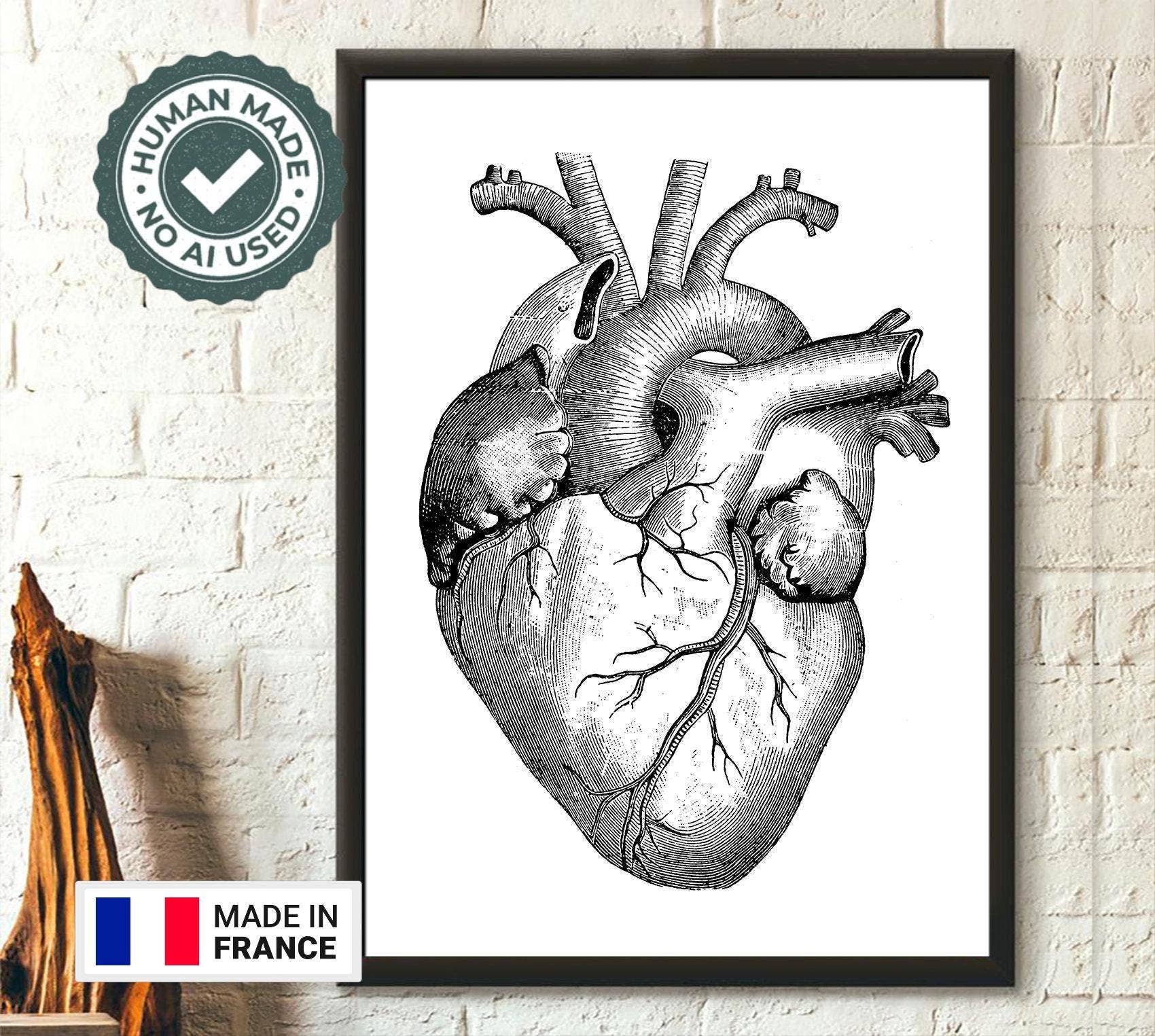 Vintage Wall Graphics - Wholesale Poster - Décor Médical Anatomique Cœur Médical Anatomique Humain0