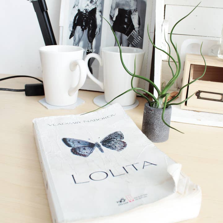 Best Plant Friend - Wholesale Live Plant - Live 4"/ 8" Tillandsia Bulbosa Belize Air Plant4