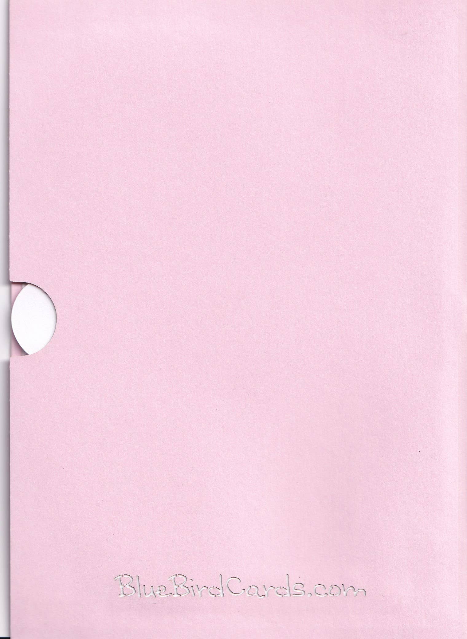 Blue Bird Cards - Wholesale Everyday Greeting Card - Butterfly Garden Pop-Up Card Pop-Up Card6