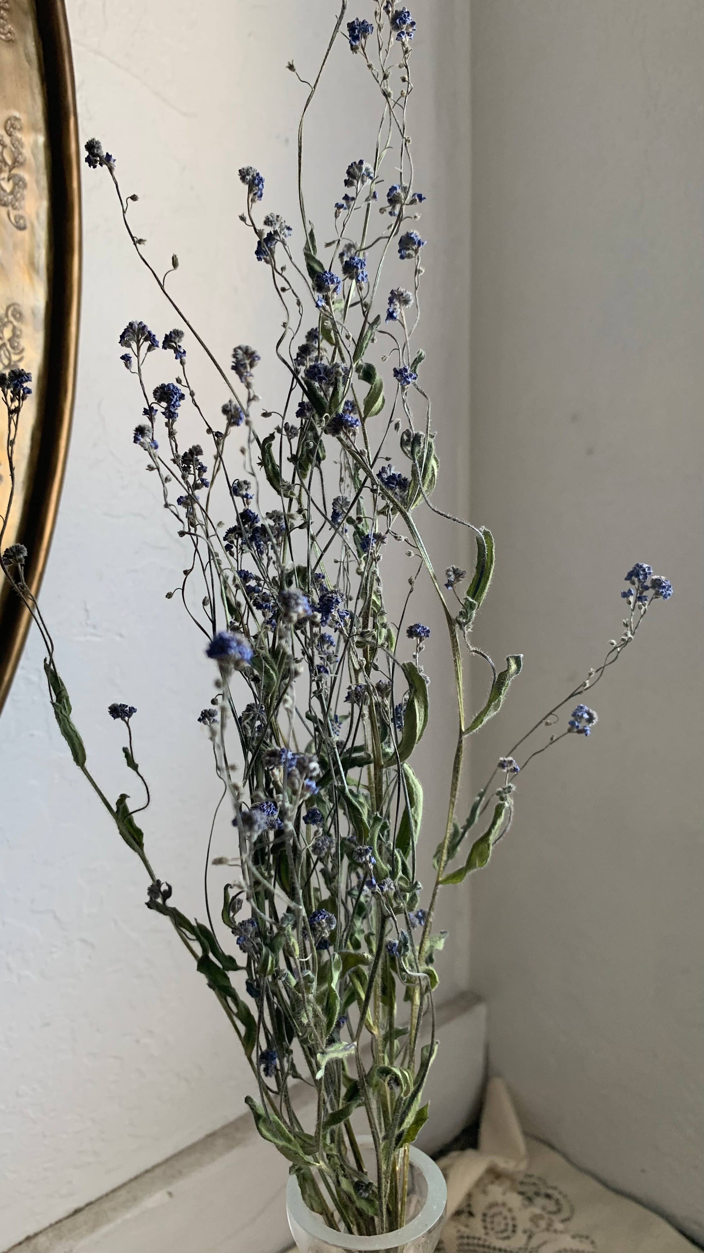 Twig and Snip - Wholesale Dried/Pressed Flowers - Dried Forget-me-nots Wildflower - Sympathy Flowers 2