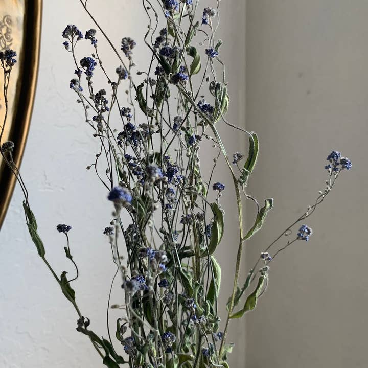 Twig and Snip - Wholesale Dried/Pressed Flowers - Dried Forget-me-nots Wildflower - Sympathy Flowers 2