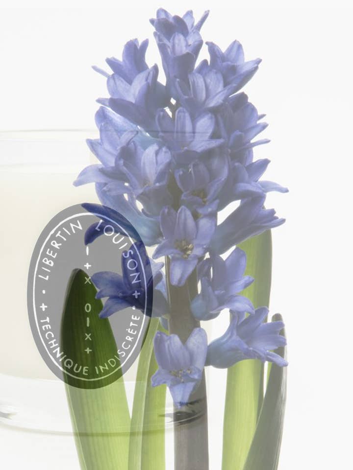 Candela Profumata 220gr - Giacinto per la vendita all'ingrosso da parte di Technique Indiscrete