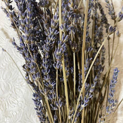 Purple Rain Lavender Farm - Wholesale Dried/Pressed Flowers - Dried french lavender bouquet