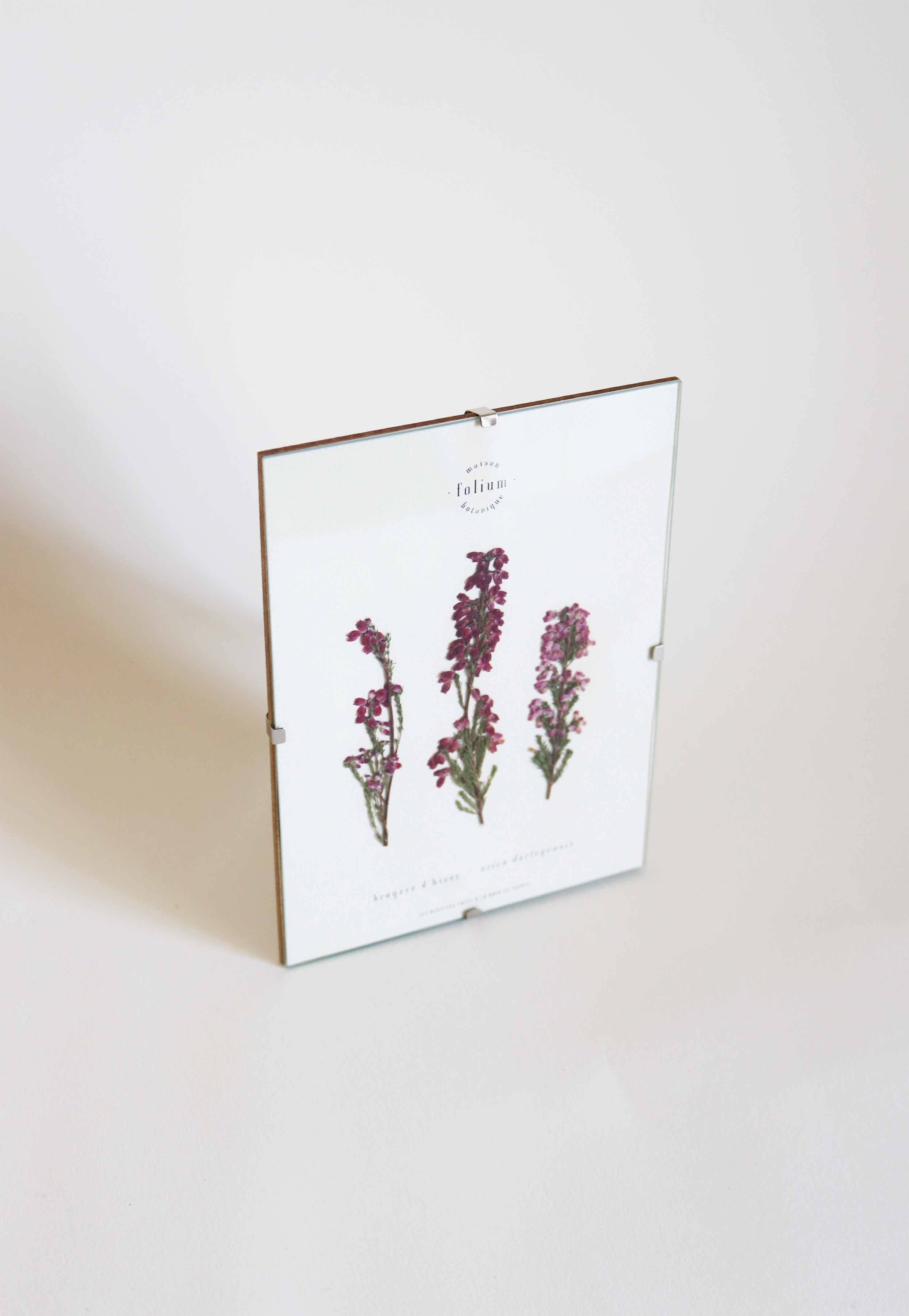 Folium - Maison Botanique - Wholesale Dried/Pressed Flowers - No. 33 · La Bruyère3