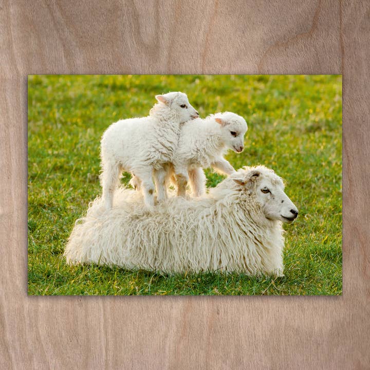 Ansichtkaart Eye0089 Schaap Skudde Lammetjes voor wholesale door eye-comm