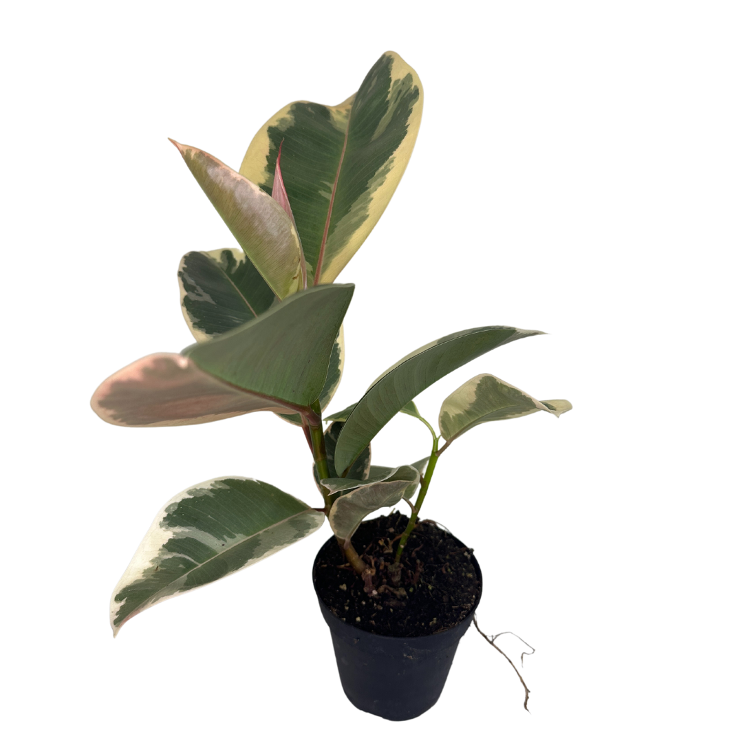 Flow State - Wholesale Live Plant - 4" Ficus Elastica (Tineke Rubber Plant) – Live Plant3