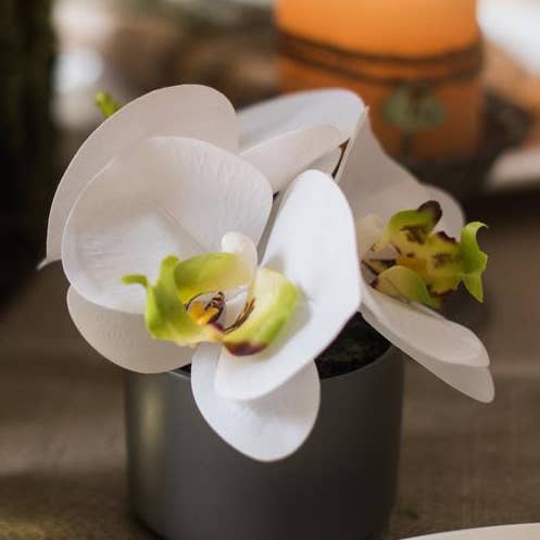 Potted Flower Mini Real Touch Potted Orchid in White for wholesale by Rustic Reach