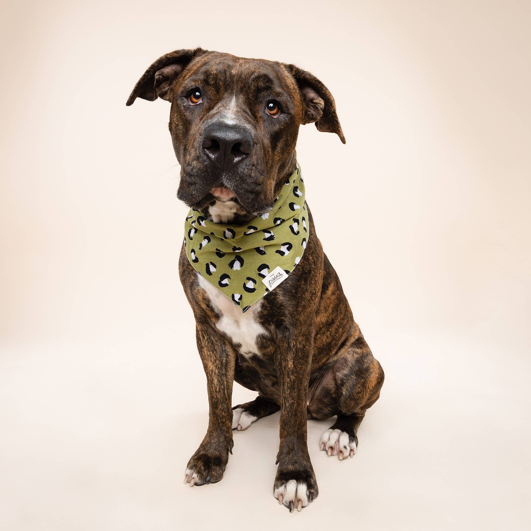 The Paws - Wholesale Pet Bandana - Dog - Olive Dog Bandana2