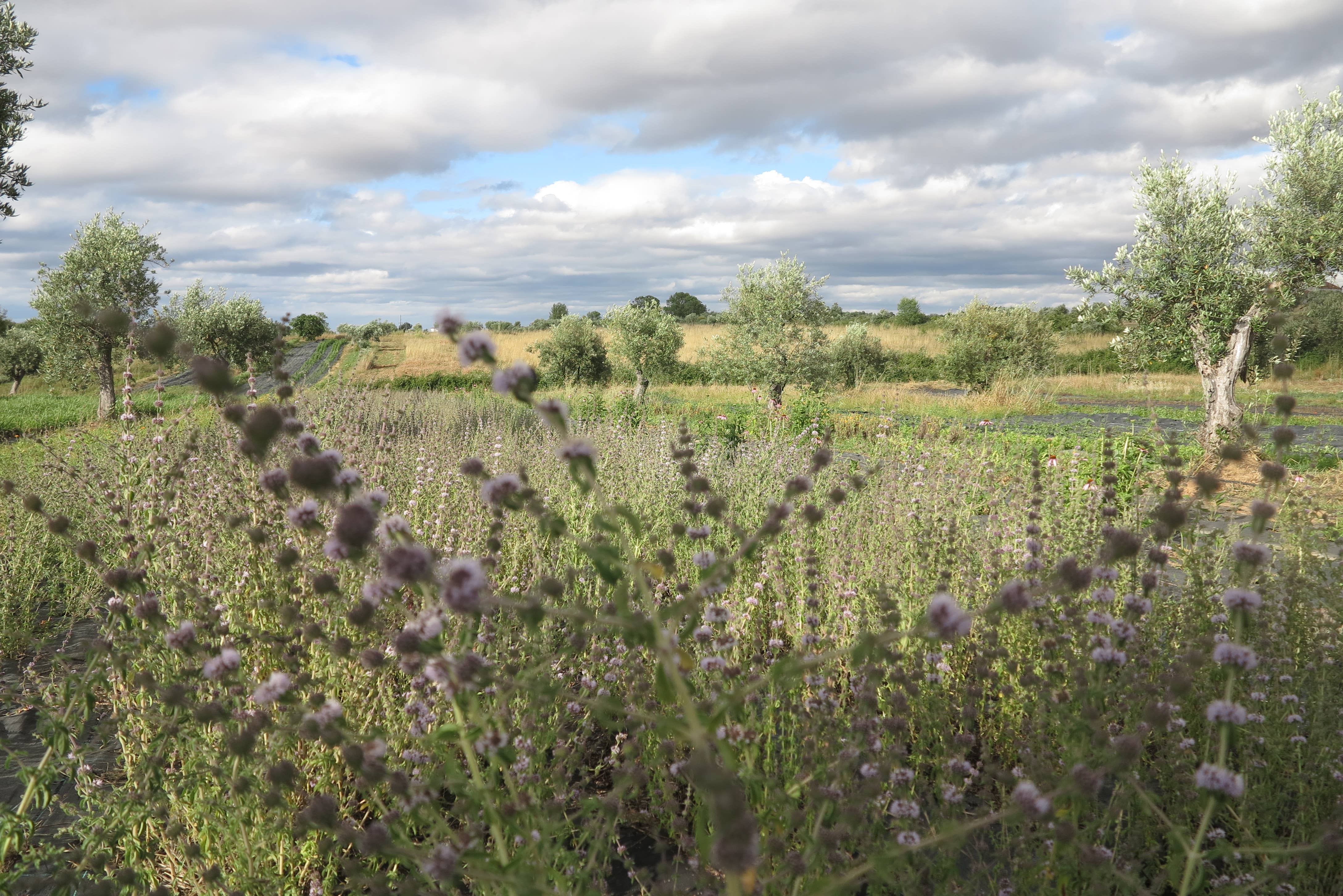 Ervas da Zoé - Wholesale Health/Detox Tea - 54. Herbal tea “Pennyroyal” Bio (12 Single Sachets)1
