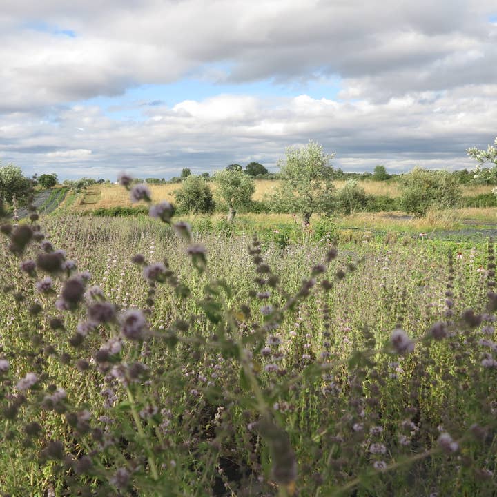 Ervas da Zoé - Wholesale Health/Detox Tea - 54. Herbal tea “Pennyroyal” Bio (12 Single Sachets)1