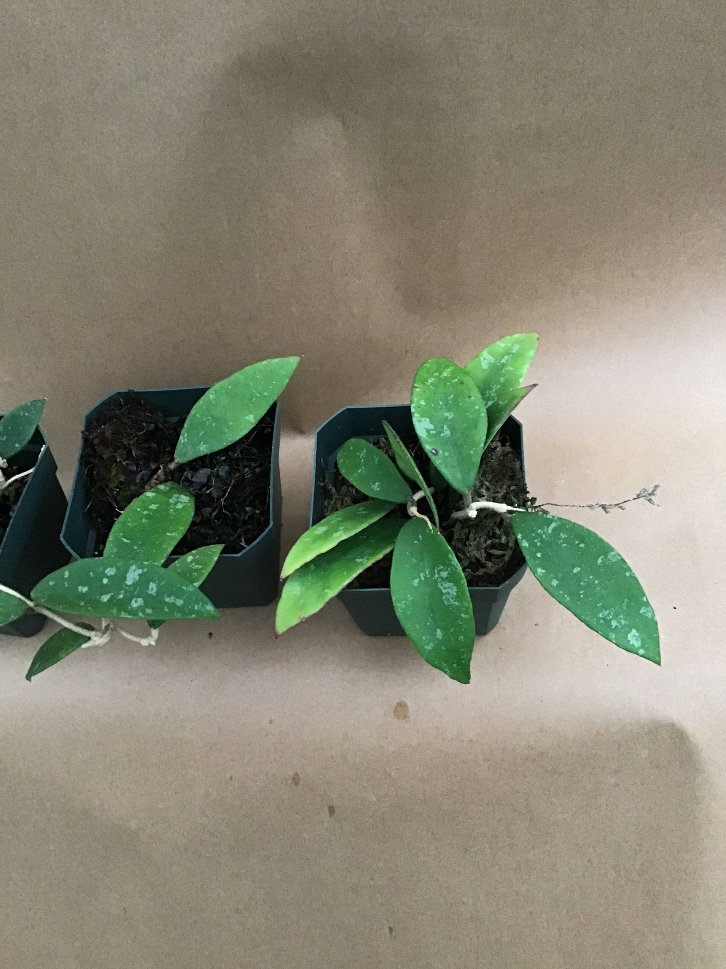 Buzz + Thrive Gardens – wholesale Live plant – Hoya phuwuaensis1