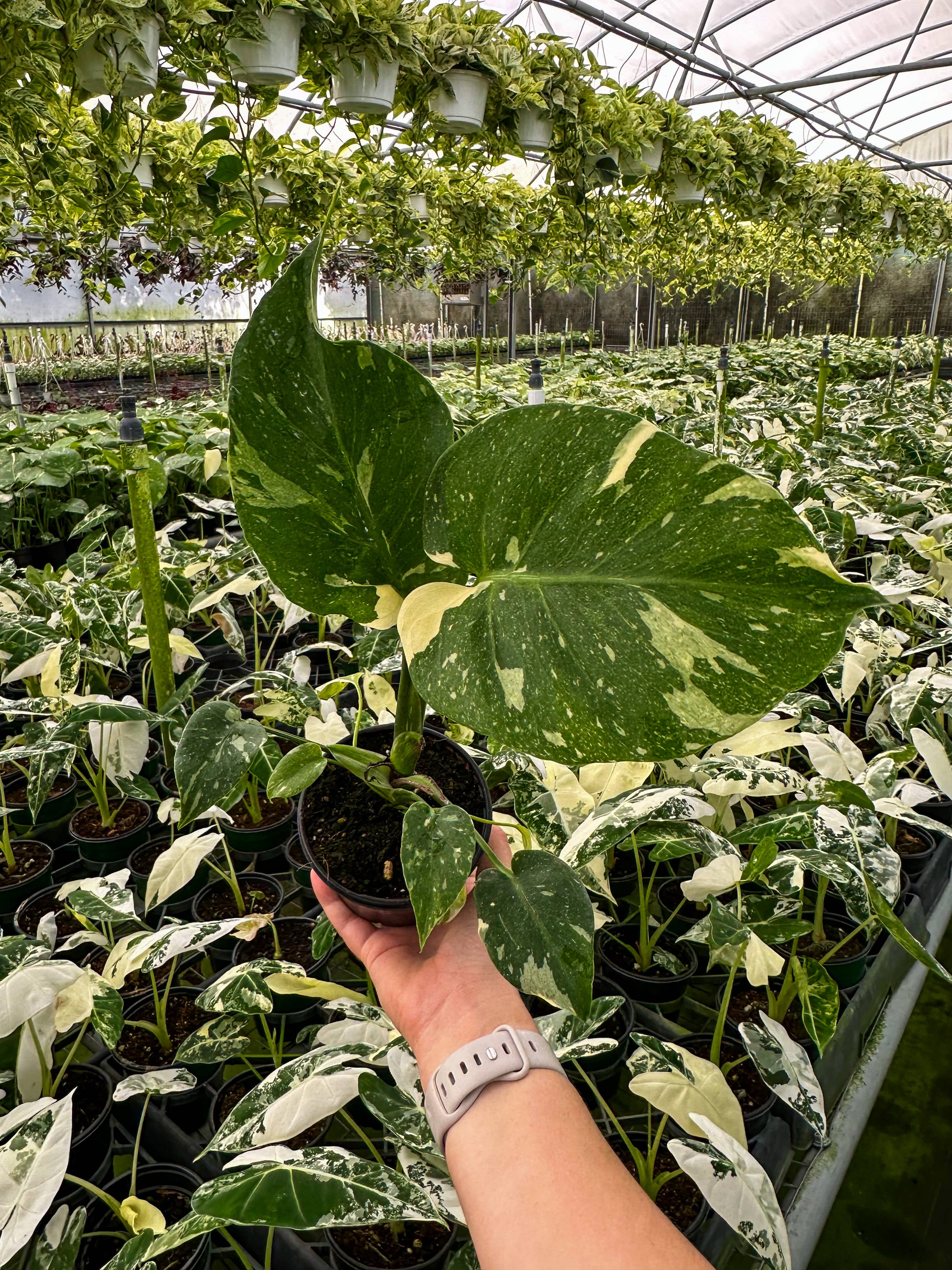 Central Florida Ferns & Foliage - Wholesale Live Plant - MONSTERA Thai Constellation Live Plant 4in2