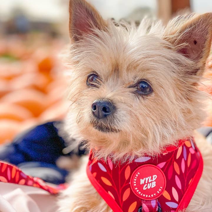 WYLD CUB - Wholesale Pet Harness - Dog - Adjustable Dog Harness: Hampstead Fireside7