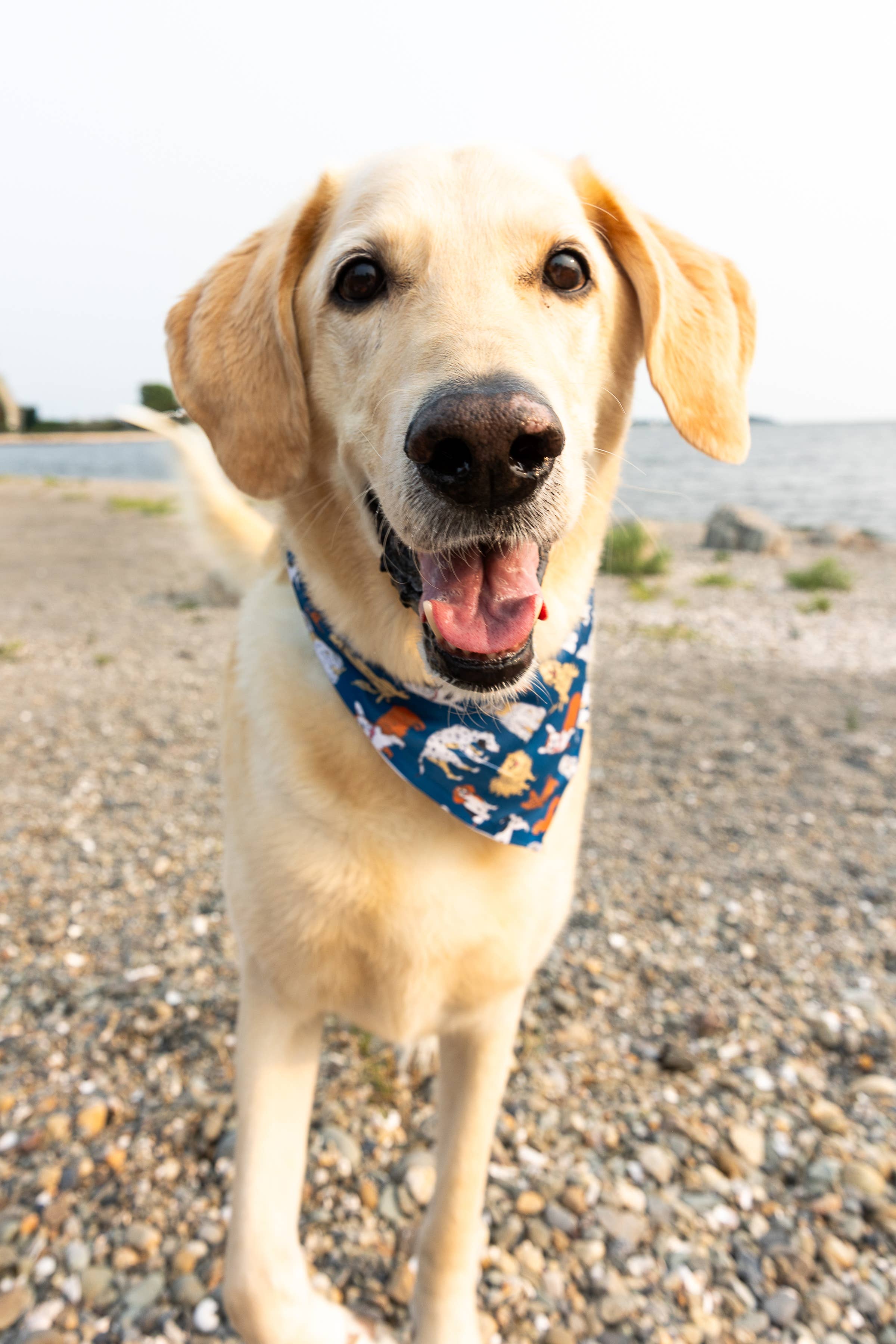 Maritime Tribes LLC - Wholesale Pet Bandana - Dog - Bandana  aka Dogdana -Doggie Bandana11