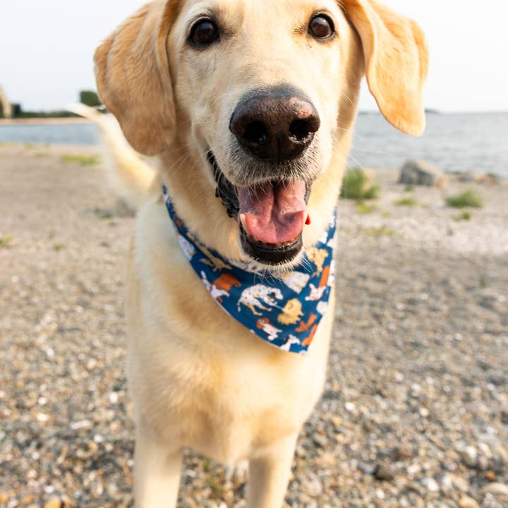 Maritime Tribes LLC - Wholesale Pet Bandana - Dog - Bandana aka Dogdana -Doggie Bandana11