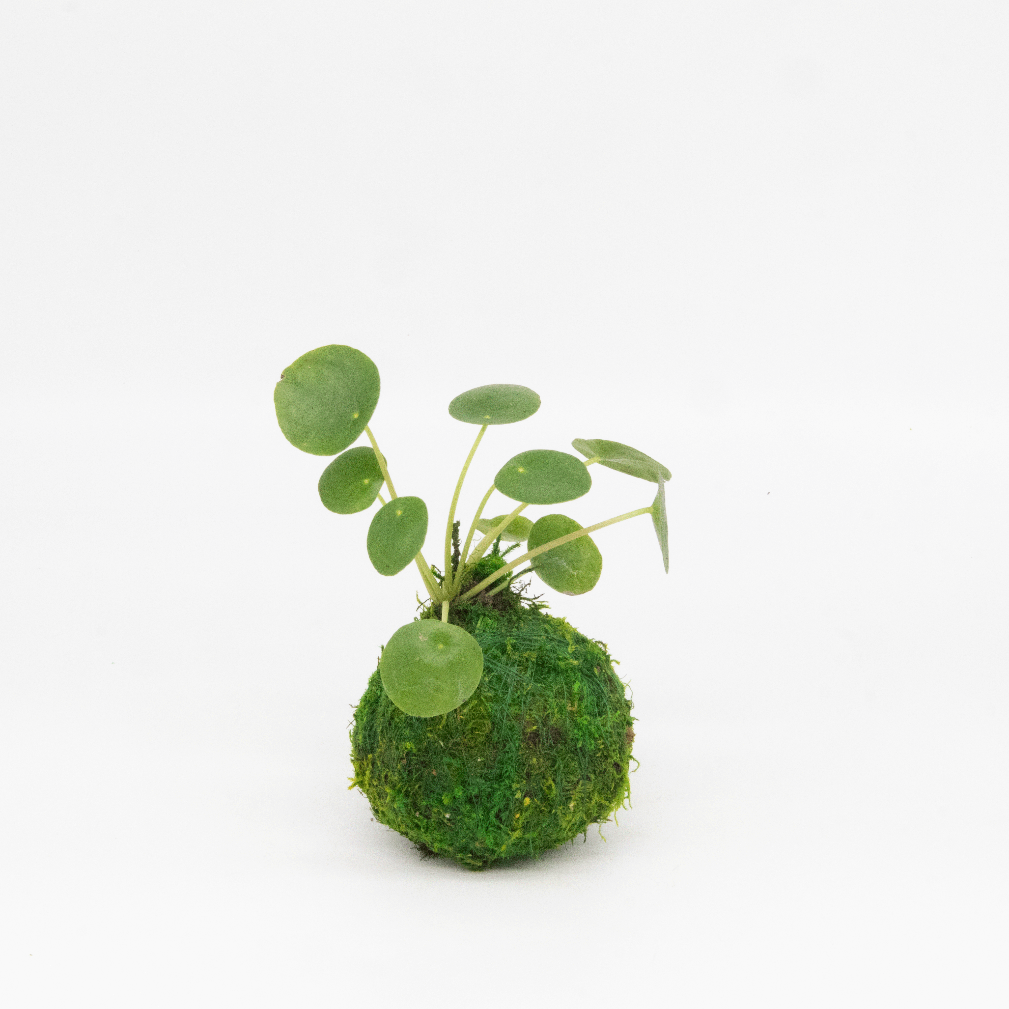 Kazumi Garden - Wholesale Live Plant - Mini Kokedama | Moss Ball Kokedamas5