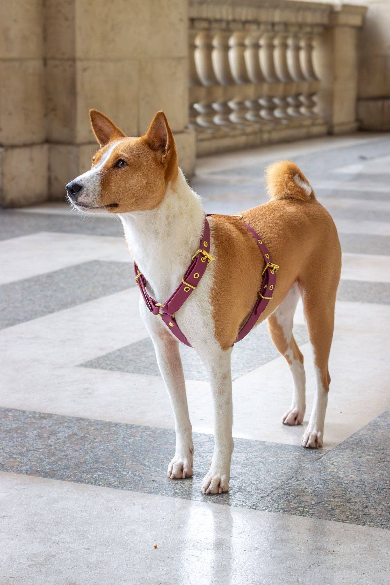 Atelier Markiz - Wholesale Pet Harness - Dog - Sangria Harness3