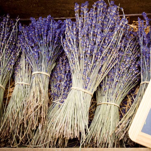 Plantita & Co. - Wholesale Dried/Pressed Flowers - Dried Lavender Bundle4