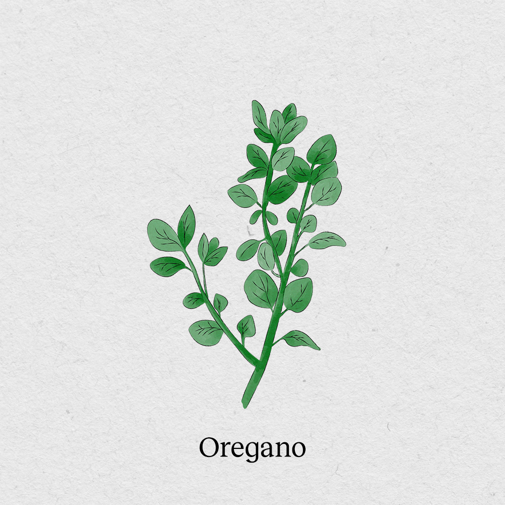 BerlinGreen – Engroshandel Plantefrø – oregano1