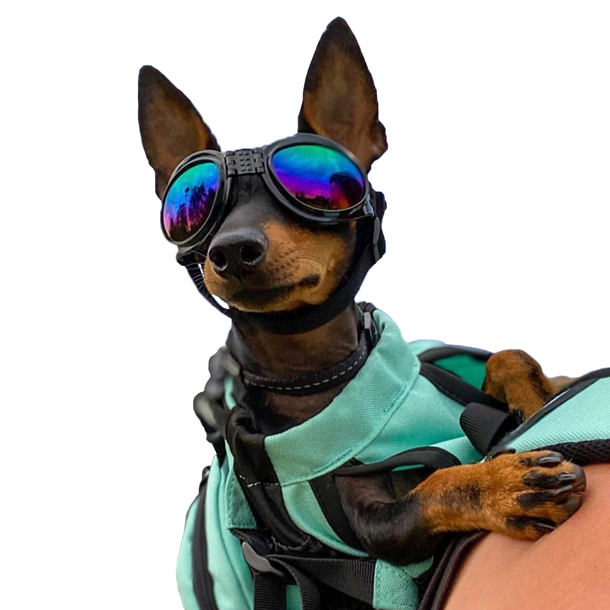 Dog goggles wholesale best sale