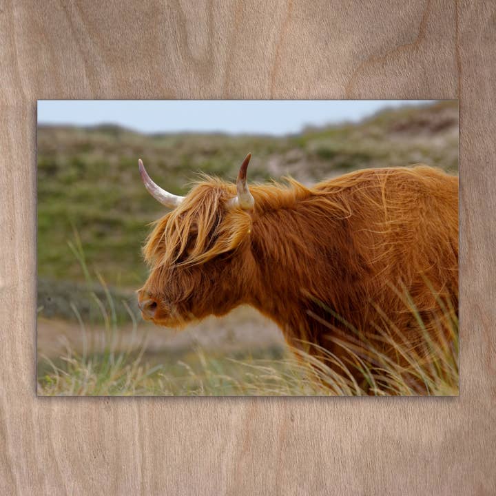 Postcard Eye0358 Manzo delle Highland nell'erba delle dune per la vendita all'ingrosso da parte di eye-comm