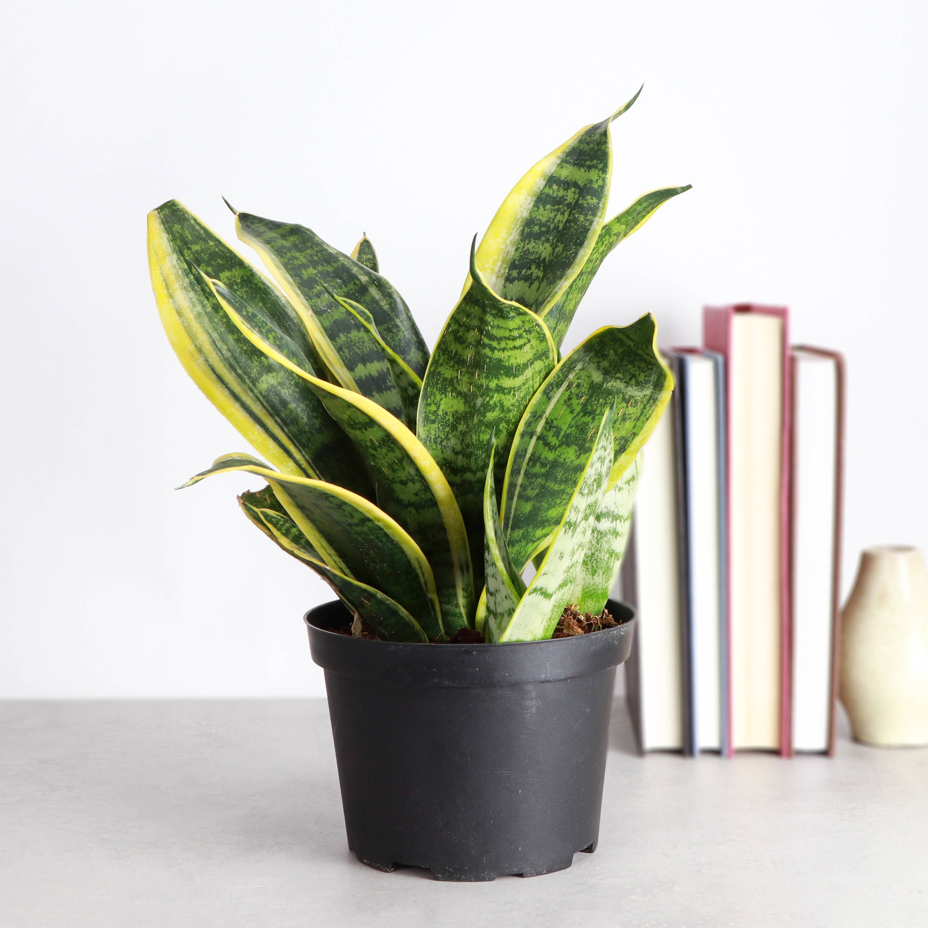 Purchase Wholesale snake plant. Free Returns & Net 60 Terms on Faire