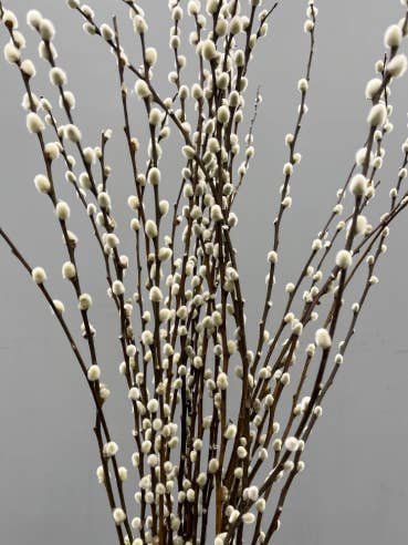 Pussy Willow 200 stems for wholesale by Florasource