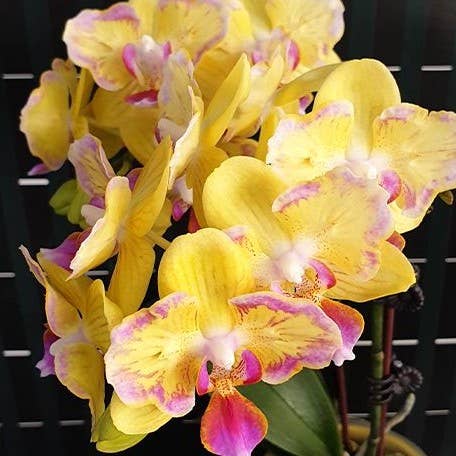 OrchidBox – wholesale Live plant – Phalaenopsis Golden Yuzu (peloric) 2.5"1