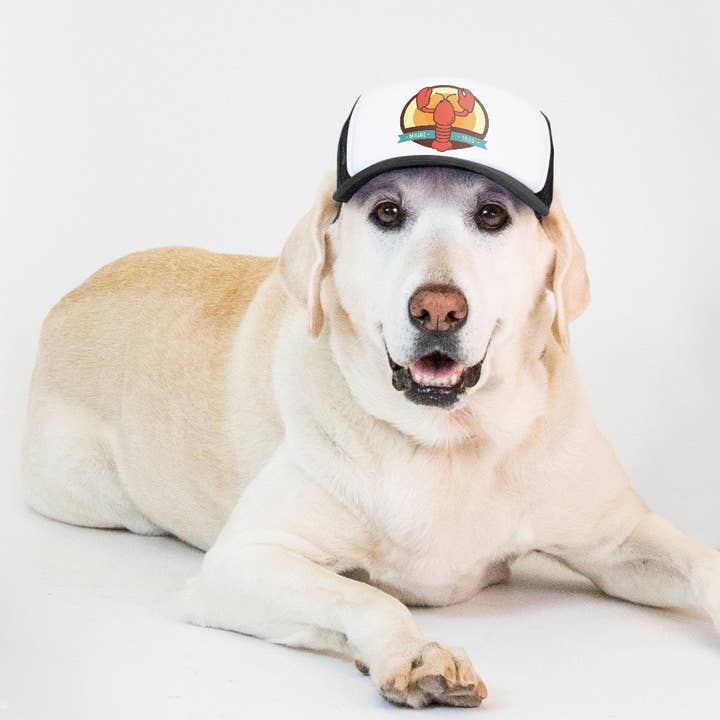 PupLid - Wholesale Pet Hat - Dog - Lobster Standard or Namedrop | Trucker Hat for Dogs11