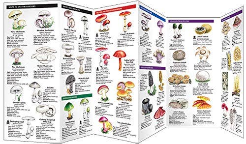 REMOVED BRAND - Wholesale Nature & Outdoors - Mushrooms: Folding Pocket Guide1