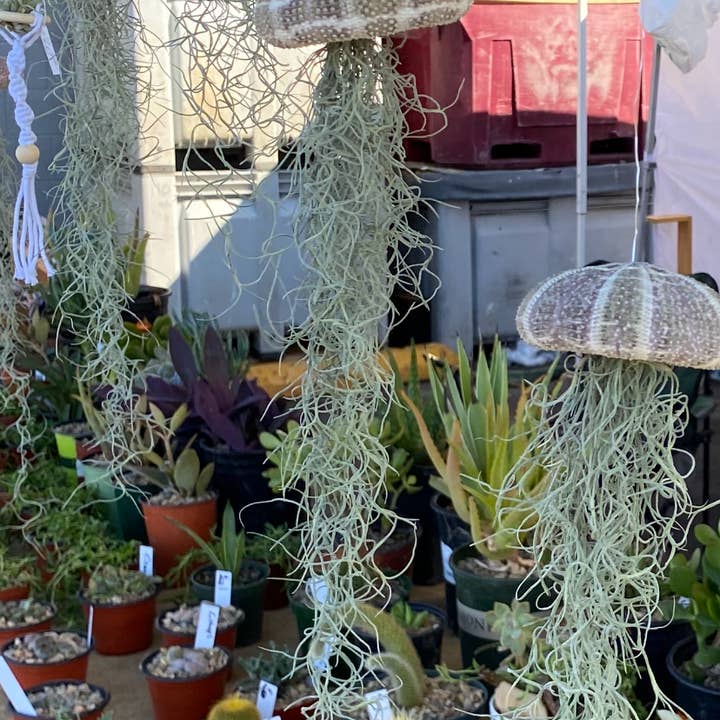 The Cactus Bros - Wholesale Hanging Planter - Jelly Fish Hanger1