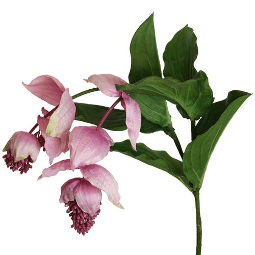 medinilla 98 cm pink x2 for wholesale by Floratexx