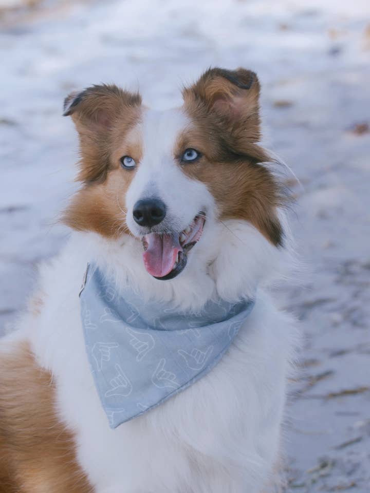 Hang Loose Shaka Dog Bandana for wholesale by Sandy Paws