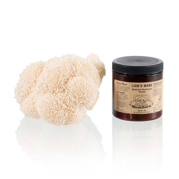 Lion's Mane Mushroom Powder for wholesale by MushBarn