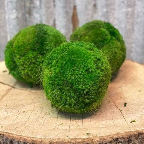 Forever Green Art - Wholesale Decorative Tabletop Object - Moss Ball Set