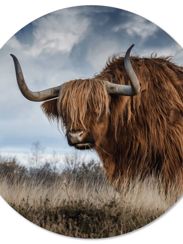 Muurcirkel buffel for wholesale by Label2X B.V.